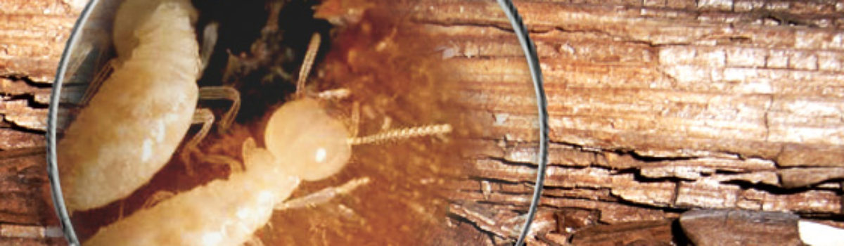 Comment fonctionne le Diagnostic Termites ?